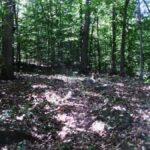 maria aguilla Wild Magnolia from Arco Iris website OPT scale