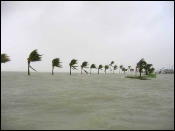 palm trees blowing in strong wind in high water
