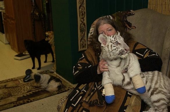 Flash Silvermoon holding white tiger with bandaged feet on her lap and two in the background