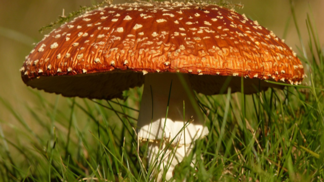 Colorful mushroom in a field